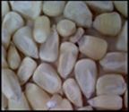 White Corn